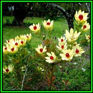 Leucadendron laureolum - 10 Seed Pack - Endemic Shrub Protea Cut Flower Evergreen Fynbos - New