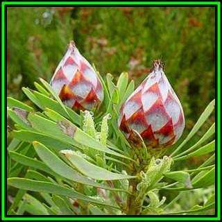 Leucadendron rubrum - 10 Seed Pack - Endemic Shrub Protea Cut Flower Evergreen Fynbos - New