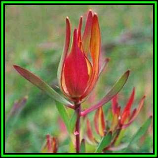 Leucadendron salignum - 20 Seed Pack - Endemic Shrub Protea Cut Flower Evergreen Fynbos - New