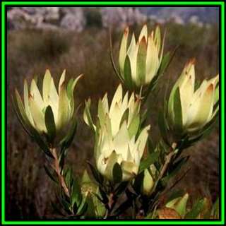 Leucadendron spissifolium ssp fragrans Seeds - Endemic Shrub Protea Evergreen Fynbos - New