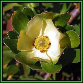 Leucadendron strobilinum - 10 Seed Pack - Endemic Shrub Protea Evergreen Cut Flower Fynbos - New