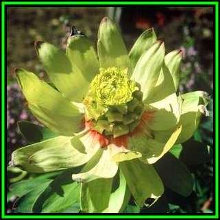 Leucadendron tinctum Seeds - Endemic Shrub Protea Evergreen Cut Flower Fynbos - New