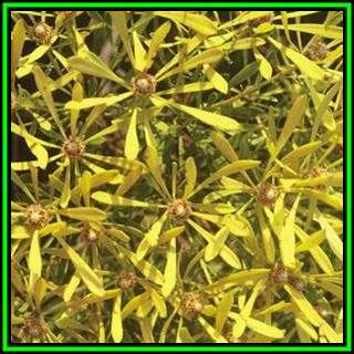 Leucadendron platyspermum - 5 Seed Pack - Endemic Shrub Protea Evergreen Cut Flower Fynbos - New
