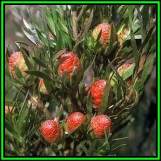 Leucadendron xanthoconus Seeds - Endemic Shrub Protea Evergreen Cut Flower Fynbos - New