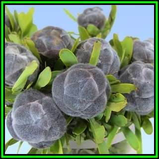 Leucadendron pubescens - 10 Seed Pack - Endemic Shrub Protea Evergreen Cut Flower Fynbos - New