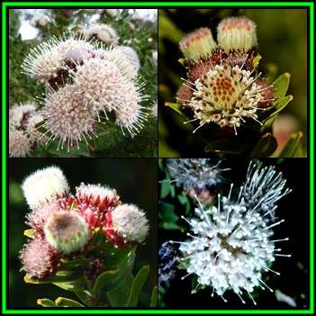 Leucospermum bolusii - 5 Seed Pack - Indigenous Endemic Cut Flower Fynbos Protea Shrub, New
