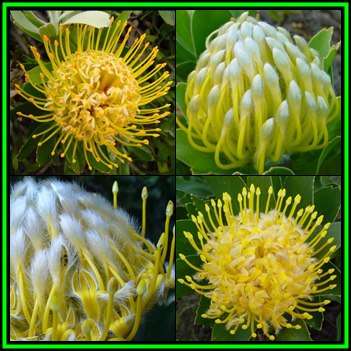 Leucospermum conocarpodendron - 10 Seed Pack - Indigenous Endemic Cut Flower Fynbos Protea Shrub New