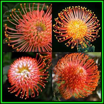 Leucospermum cordifolium Orange, 5 Seed Pack - Indigenous Endemic Cut Flower Fynbos Protea Shrub New