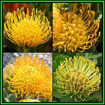 Leucospermum cordifolium Yellow Seeds - Indigenous Endemic Cut Flower Fynbos Protea Shrub New