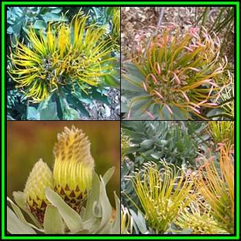 Leucospermum formosum - 20 Seed Pack - Endemic Cut Flower Fynbos Protea Shrub New