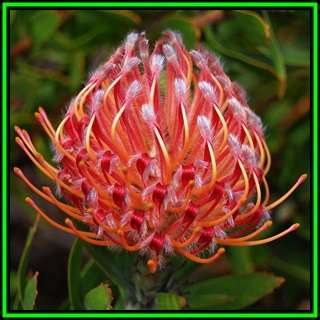Leucospermum glabrum x conocarpodendron Hybrid - 10 Seed Pack - Cut Flower Fynbos Protea Shrub, New