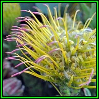 Leucospermum guenzii Seeds - Indigenous Endemic Cut Flower Fynbos Protea Shrub, New
