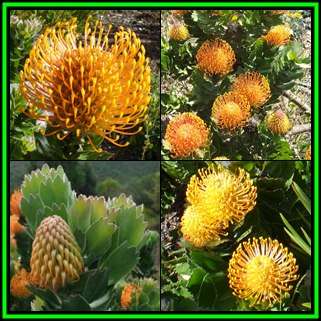Leucospermum patersonii Seeds - Indigenous Endemic Cut Flower Fynbos Protea Shrub New