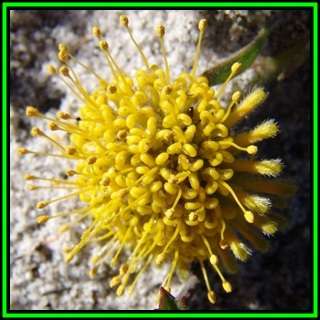 Leucospermum rodolentum - 10 Seed Pack - Indigenous Endemic Cut Flower Fynbos Protea Shrub, New