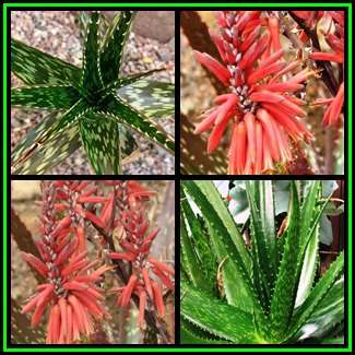Aloe macrosiphon - 5 Seed Pack - Exotic Succulent from Tanzania - Worldwide Shipping, NEW