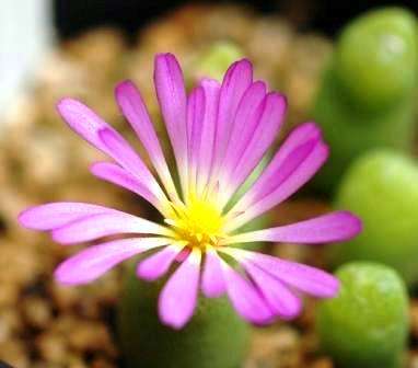 Conophytum smorenskaduense Seeds - Indigenous Succulent - Combined Global Shipping