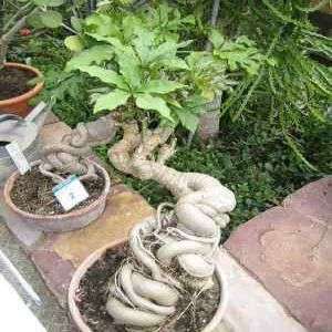 5 Cussonia natalensis Seeds ~ Rock Cabbage Bonsai Tree Seeds - Indigenous Evergreen