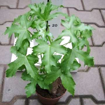 5 Cussonia natalensis Seeds ~ Rock Cabbage Bonsai Tree Seeds - Indigenous Evergreen