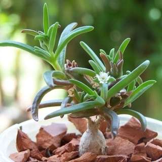 Delosperma napiforme Seeds - Indigenous Succulents Caudiciform Bonsai - Mestoklema macrorrhizum