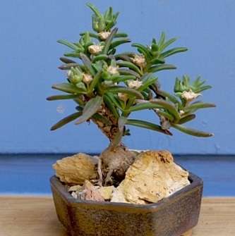 5 Delosperma napiforme Seeds - Indigenous Succulents Caudiciform Bonsai - Mestoklema macrorrhizum