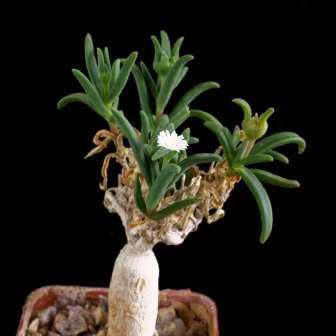 20 Delosperma napiforme Seeds - Indigenous Succulents Caudiciform Bonsai - Mestoklema macrorrhizum