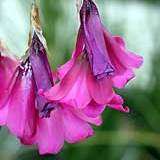 5 Dierama robustum Seeds - Indigenous South African Native Perennial Bulb Seeds from Africa