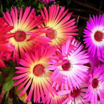 Dorotheanthus bellidiformis Seeds - Bokbaaivygie Indigenous Succulents Annual + FREE Seeds
