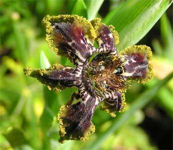 Ferraria crispa Seeds - Sow Autumn - Indigenous South African Perennial Bulb