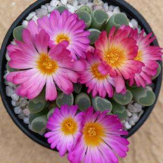 20 Frithia pulchra Seeds - Window Plants, Fairy Elephant's Feet - Indigenous Succulent Mesemb