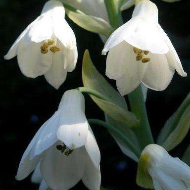 Galtonia candicans Seeds - Berg Lily, Summer Hyacinth, Cape Hyacinth - Indigenous South African Bulb