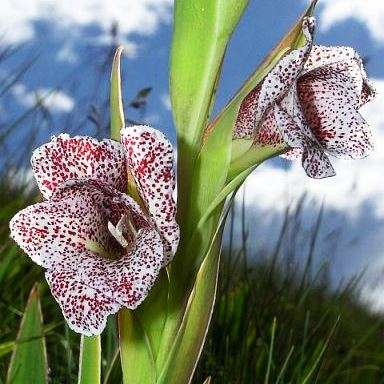 Gladiolus ecklonii Seeds - Indigenous South African Perennial Bulb - Flat Insured Global Ship Rate