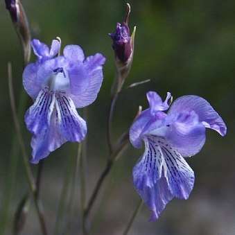 10 Gladiolus gracilis Seeds - Sow Autumn - Indigenous Perennial Bulbous Plants from Africa