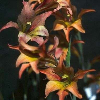 Gladiolus liliaceus Seeds - Sow Autumn - South African Indigenous Perennial Bulb - Flat Ship Rate