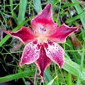10 Gladiolus maculatus Seeds - South African Indigenous Bulb - Insured International Flat Ship Rate
