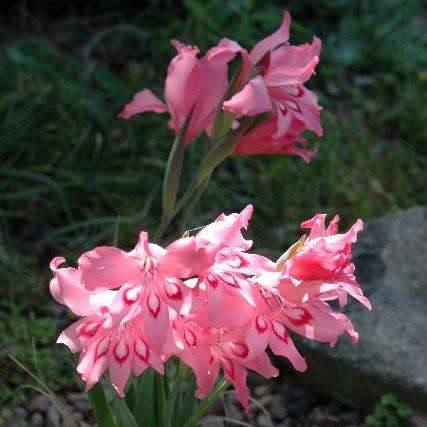 Gladiolus pappei Seeds - Sow Autumn - Indigenous Bulb - South African Perennial Seeds