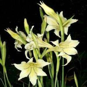 10 Gladiolus tristis Seeds - Buy Seeds for South African Indigenous Bulbs - Combined Global Shipping
