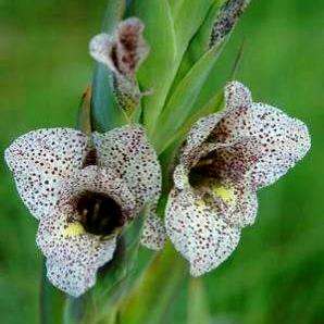 Gladiolus vinosomaculatus Seeds - Indigenous South African Bulb Seeds - Worldwide Shipping