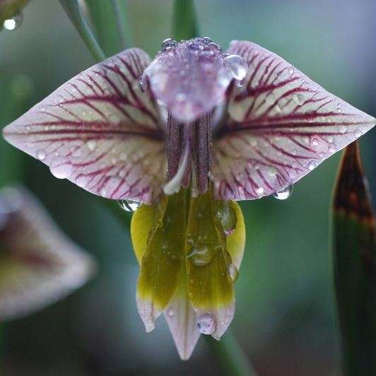 Gladiolus watermeyeri Seeds - Indigenous South African Perennial Bulb - Global Shipping