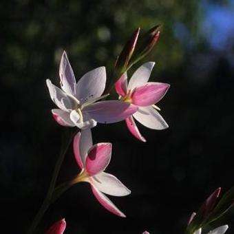 10+ Hesperantha cucullata Seeds - Indigenous - Buy Seeds for South African Bulbs Worldwide Shipping