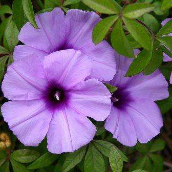 5 Ipomoea cairica Seed - Cairo Morning Glory - Exotic Climber Creeper Vine - Global Shipping