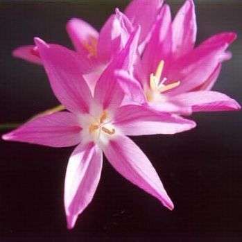 Ixia flexuosa Seeds Indigenous South African Perennial Bulb Seeds from Africa + GET FREE SEEDS