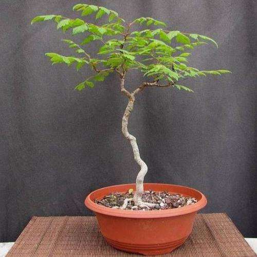 Goldenrain tree - Koelreuteria paniculata Bonsai Seeds - Exotic Frost Hardy