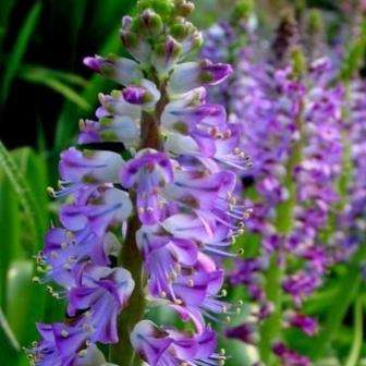 Lachenalia purpureo caerulea Seeds - Indigenous South African Bulb Seeds for Sale in SA
