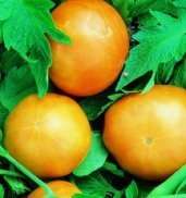 Kentucky Beefsteak Tomato Seeds - Lycopersicon esculentum Seeds - Heirloom Vegetable Seeds