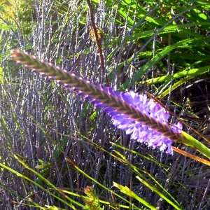 Micranthus alopecuroides Seeds - Indigenous South African Bulb Seeds For Sale from Africa