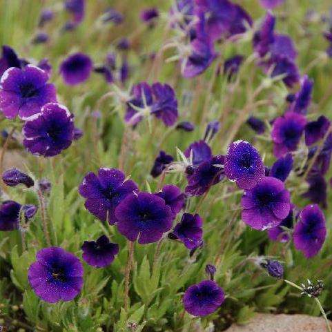 10 Monopsis debilis Seeds - Indigenous Annual - Buy Seeds for South African Annuals