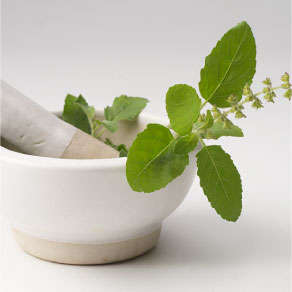 50 Sacred Basil / Holy Basil Seeds ~ Ocimum sanctum Tulsi Seeds ~ Herbs