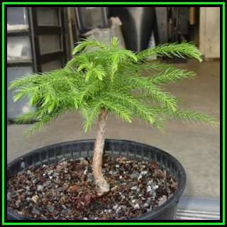 Araucaria heterophylla - Norfolk Island Pine - 5 Seed Pack - Evergreen Exotic Bonsai - NEW