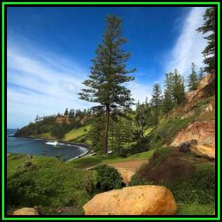 Araucaria heterophylla - Norfolk Island Pine - 5 Seed Pack - Evergreen Exotic Tree - NEW