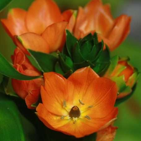 Ornithogalum dubium Seeds - Sow Autumn - Indigenous Bulb Seeds From South Africa